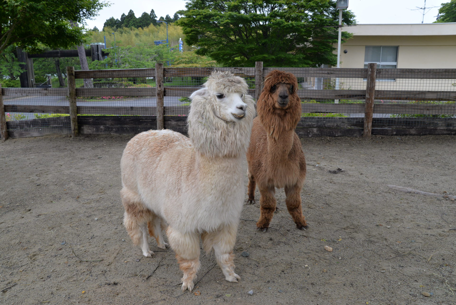 アルパカのヘアカットをしてもらいました 株式会社広野町振興公社